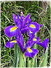 Schwertlilien - Iris